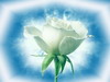 m_myblue