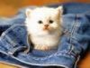 mishu