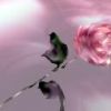 allina