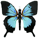 kyty1